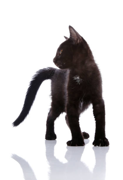 istock The black kitten costs on a white background. 668844240