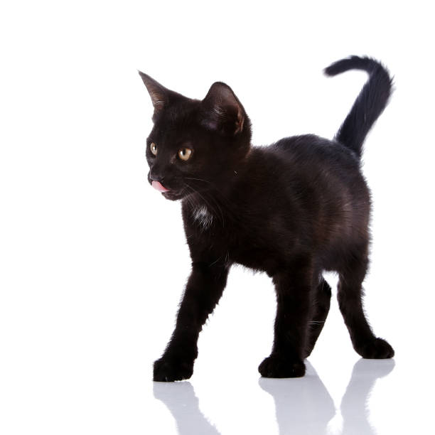 istock The black kitten costs on a white background. 668844264