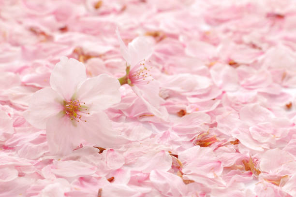 istock Japanese cherry blossom and petals 668846898