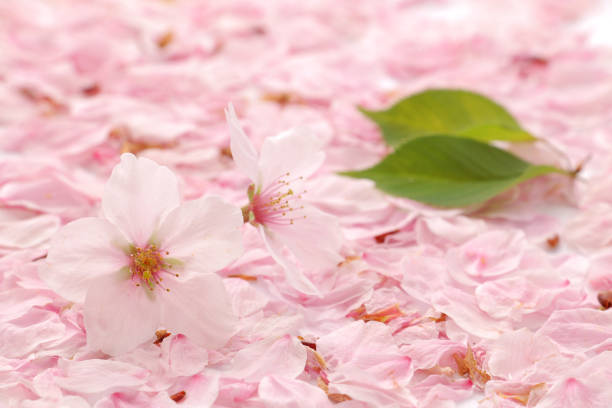 istock Japanese cherry blossom and petals 668846904
