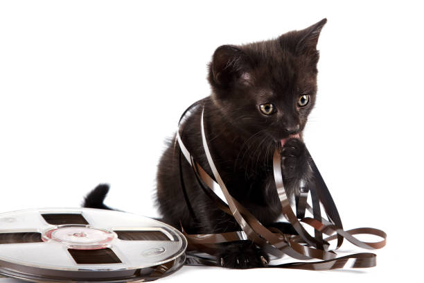 Black kitten and retro of the audio cassette. Black kitten on a white background reel to reel tape stock pictures, royalty-free photos & images