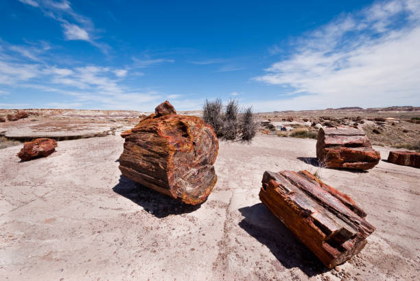 Petrified Logs at Rainbow Forest Petrified wood is formed when dead trees are buried by layers of sediment. The logs soak up groundwater and silica from volcanic ash and over time are crystallized into quartz. Different minerals create the colors seen in the logs. These petrified logs are at the Rainbow Forest in Petrified Forest National Park near Holbrook, Arizona, USA. chinle formation stock pictures, royalty-free photos & images