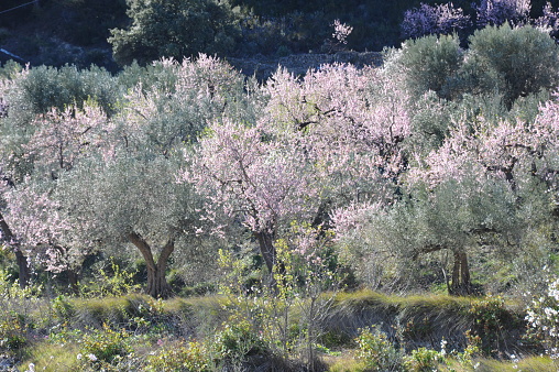 Almond, Almonds, Flowers, Spain, Tree