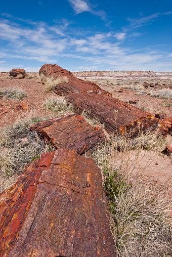 Petrified wood is formed when dead trees are buried by layers of sediment. The logs soak up groundwater and silica from volcanic ash and over time are crystallized into quartz. Different minerals create the colors seen in the logs. These petrified logs are at the Rainbow Forest in Petrified Forest National Park near Holbrook, Arizona, USA.