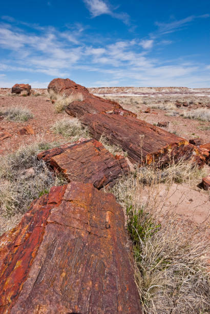 troncos petrificados na floresta do arco-íris - petrified forest national park - fotografias e filmes do acervo