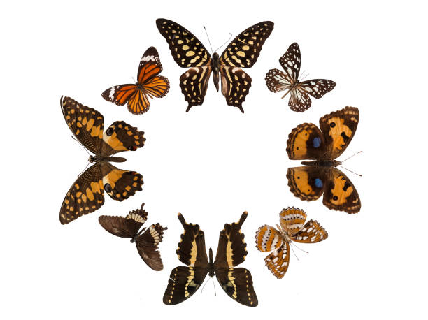 istock Insect Collection For Earthday 668850304