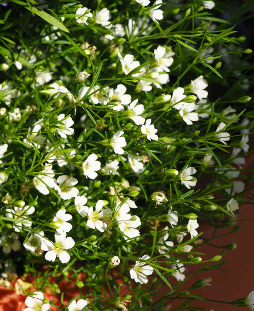 istock blooming lobelia flowers 668855616