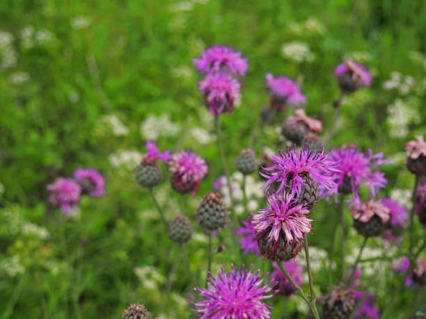 istock Brown knapweed in the meadow 668855658