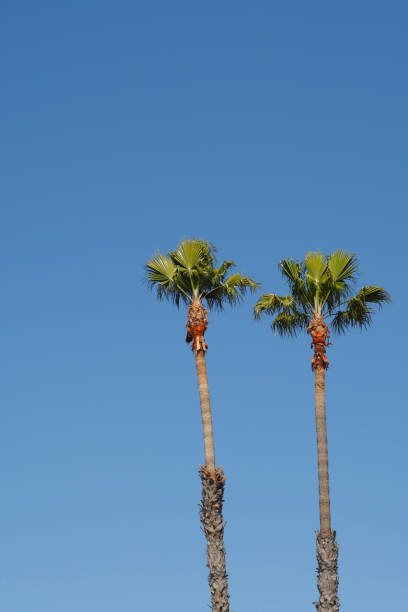 istock Palm Marina del Rey 668858546