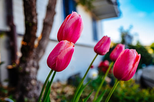 istock Close-Up Of Pink Flowers 668862477