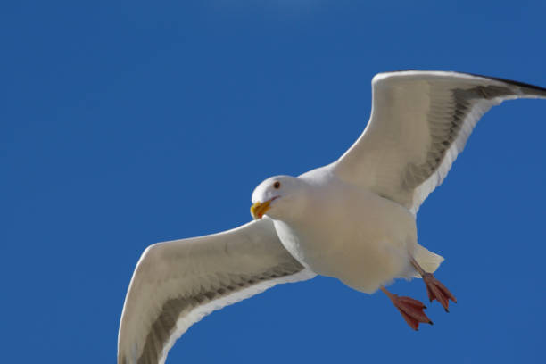 istock Seagulls in Marina del Rey 668863500