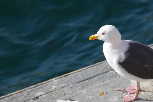 istock Seagulls in Marina del Rey 668863516