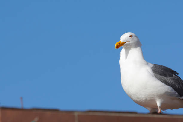 istock Seagulls in Marina del Rey 668863518