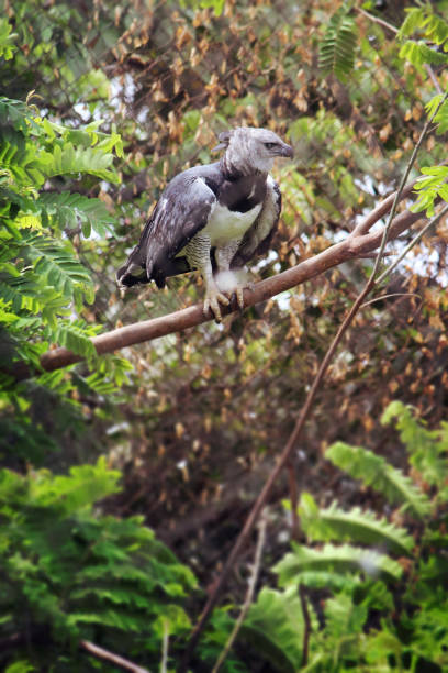 Harpy Eagle Profile of a Harpy Eagle sitting in a tree harpy eagle stock pictures, royalty-free photos & images