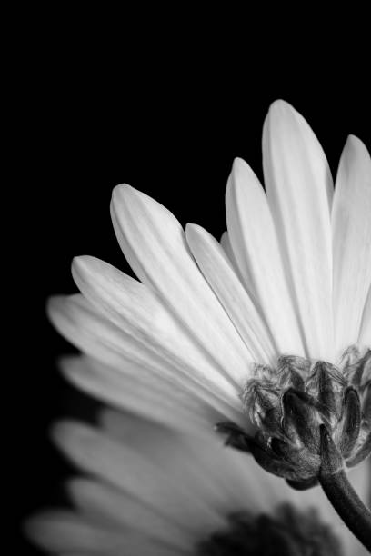 istock White Chrysanthemum on black background 668864660