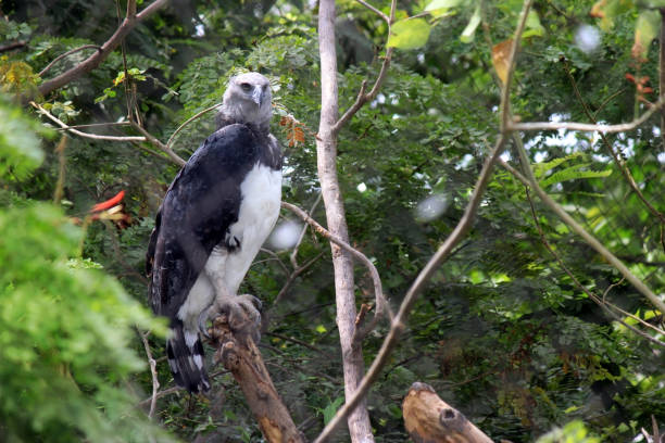 Harpy Eagle Harpy Eagle sitting in a tree. harpy eagle stock pictures, royalty-free photos & images