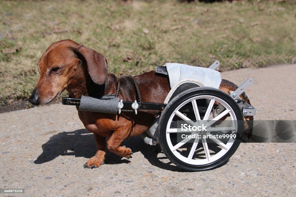 Maak avondeten Wie schetsen Walking Wheels For Dog Stock Photo - Download Image Now - Dog, Wheelchair, Animal - iStock Maak avondeten Wie schetsen Walking Wheels For Dog Stock Photo - Download Image Now - Dog, Wheelchair, Animal - iStock