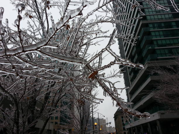 Snowy branch in close up