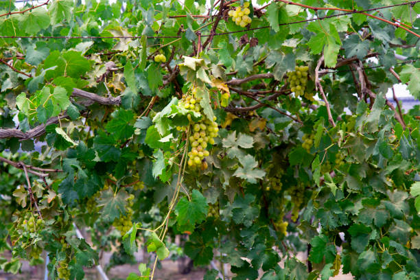 istock Green vineyards in the early sun 668877800