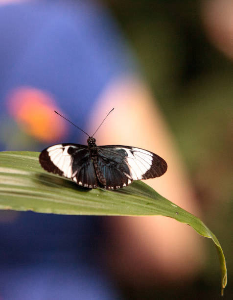 istock Cydno longwing butterfly, Heliconius cydno 668880680
