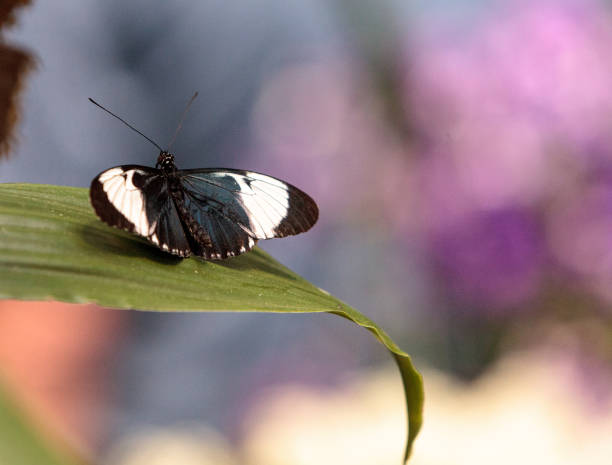 istock Cydno longwing butterfly, Heliconius cydno 668880684
