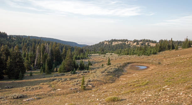 wild horse wodo podlewania dziury w lost water canyon w pryor mountains wild horse zakres na linii stanu montana wyoming usa - montana sunrise mountain mountain range zdjęcia i obrazy z banku zdjęć