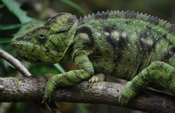 camaleón gigante malgache / camaleón de oustalets (furcifer oustaleti) - oustalets chameleon fotografías e imágenes de stock