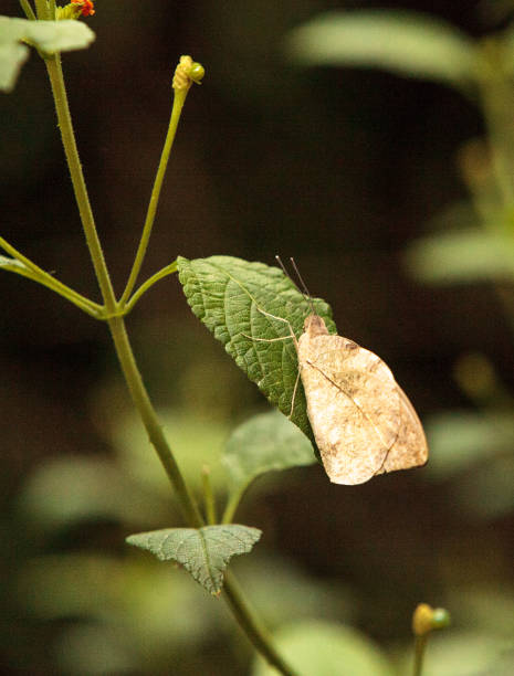 istock Great orange tip butterfly, Hebomoia glaucippe 668887706