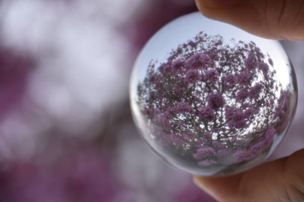 istock human hand holds a crystal ball against a tree 668907938