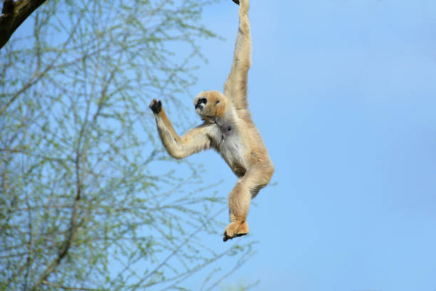 istock Single female Gibbon swinging between the treetop . 668908024