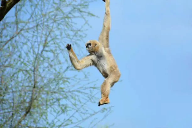 Single female Gibbon hanging free between de branches .
