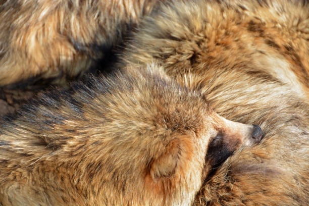 Smal group of sleeping Raccoon  dog, with side view of the head.