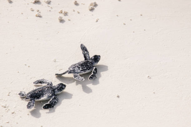 baby schildkröten schlüpfen - turtle young animal beach sea life stock-fotos und bilder