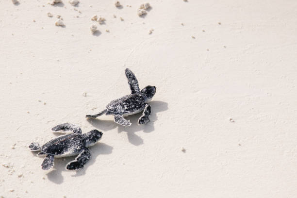 eclosión de la tortuga del bebé - turtle young animal beach sand fotografías e imágenes de stock
