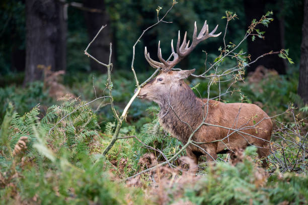 istock Majestic powerful red deer stag Cervus Elaphus in forest landscape 668909512