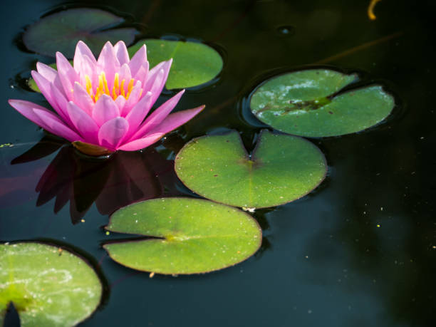istock Waterlily in pond 668911750