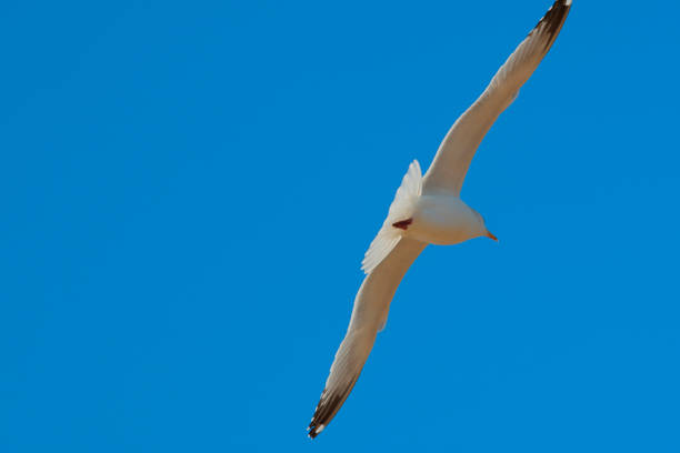 istock Blue sky and sea gull 668912132