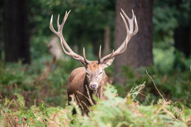 istock Majestic powerful red deer stag Cervus Elaphus in forest landscape 668912618