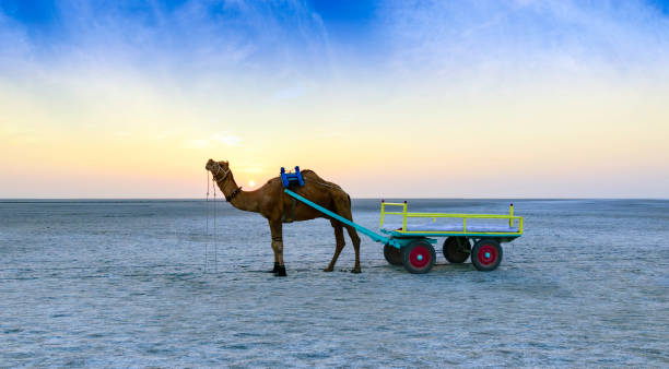 giro in cammello al tramonto al grande rann di kutch, gujarat - camel india animal desert foto e immagini stock