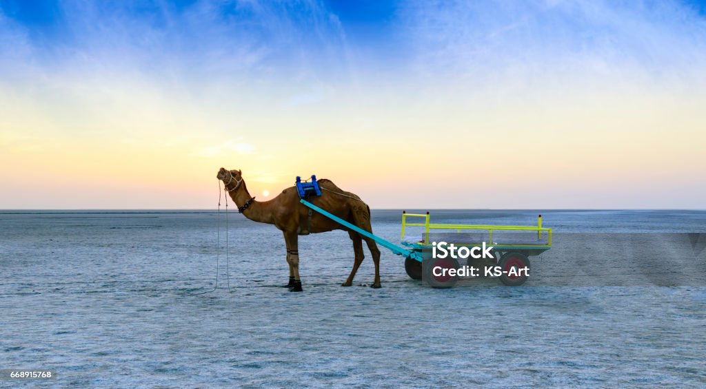 Sunset camel ride at great Rann of Kutch, Gujarat Beautiful sunset camel ride view at great Rann of Kutch, Salty Landscapes, Gujarat, India Gujarat Stock Photo