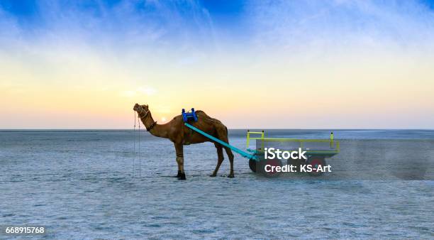 Sunset Camel Ride At Great Rann Of Kutch Gujarat Stock Photo - Download Image Now - Gujarat, Kutch, Camel