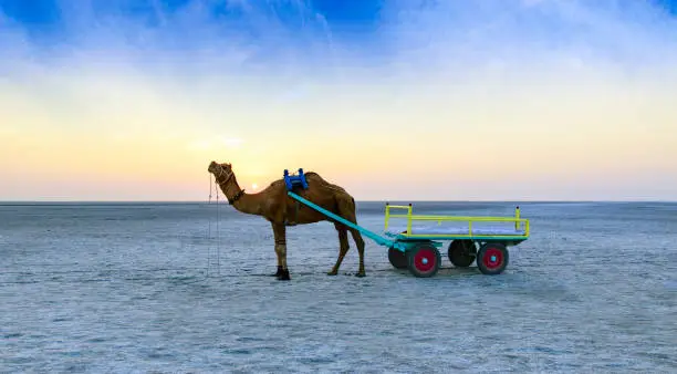 Beautiful sunset camel ride view at great Rann of Kutch, Salty Landscapes, Gujarat, India