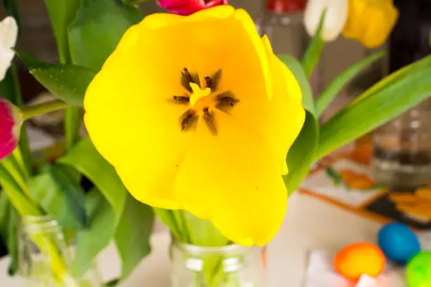 yellow tulip in bouquet close-up background