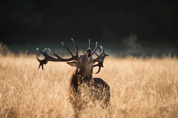 istock Majestic red deer stag cervus elaphus bellowing in open field 668916178