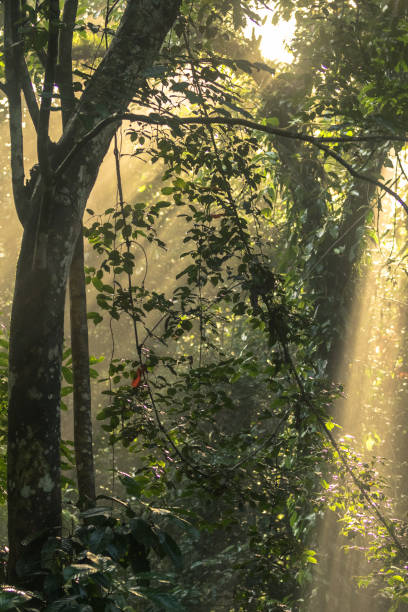 istock Tropical rain forest, sun beams and sun rays finding its way through the leaves 668920328