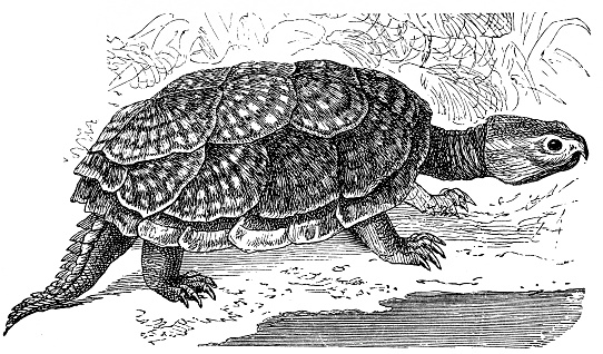 Illustration of a Snapping or alligator turtle (Emysaura Serpentina)