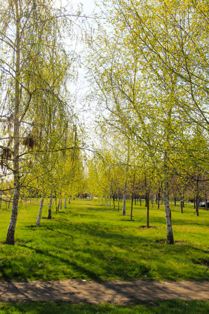 Alley with young birch trees in a park on spring