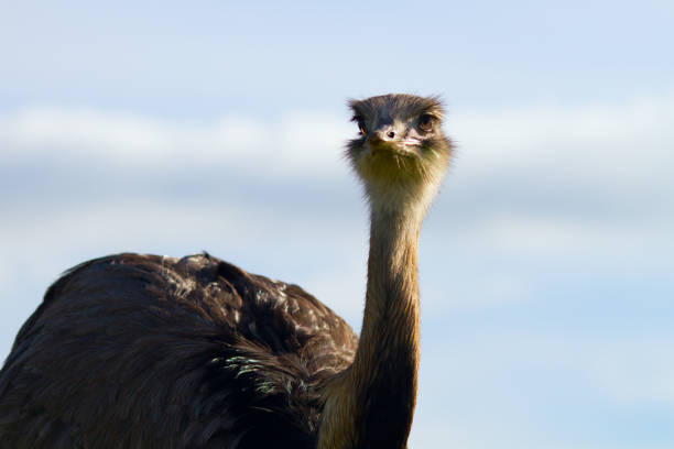 Ostrich at the nature reserve standing in front of blue sky
