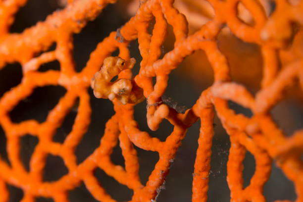 istock Denise's pygmy seahorse - Hippocampus denise 668934086