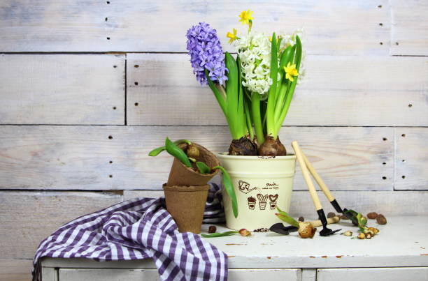 hyacinths and daffodils stock photo